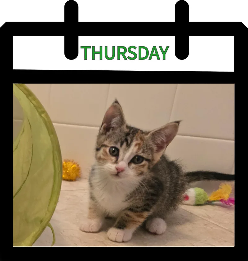 A baby small-sized female Calico Domestic Short Hair cat named Thursday for adoption in Newberg, OR