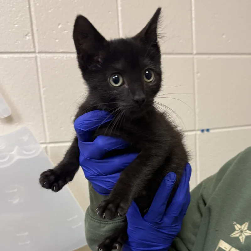 A baby small-sized male Domestic Short Hair cat named Cat Stevens for adoption in Kearney, NE