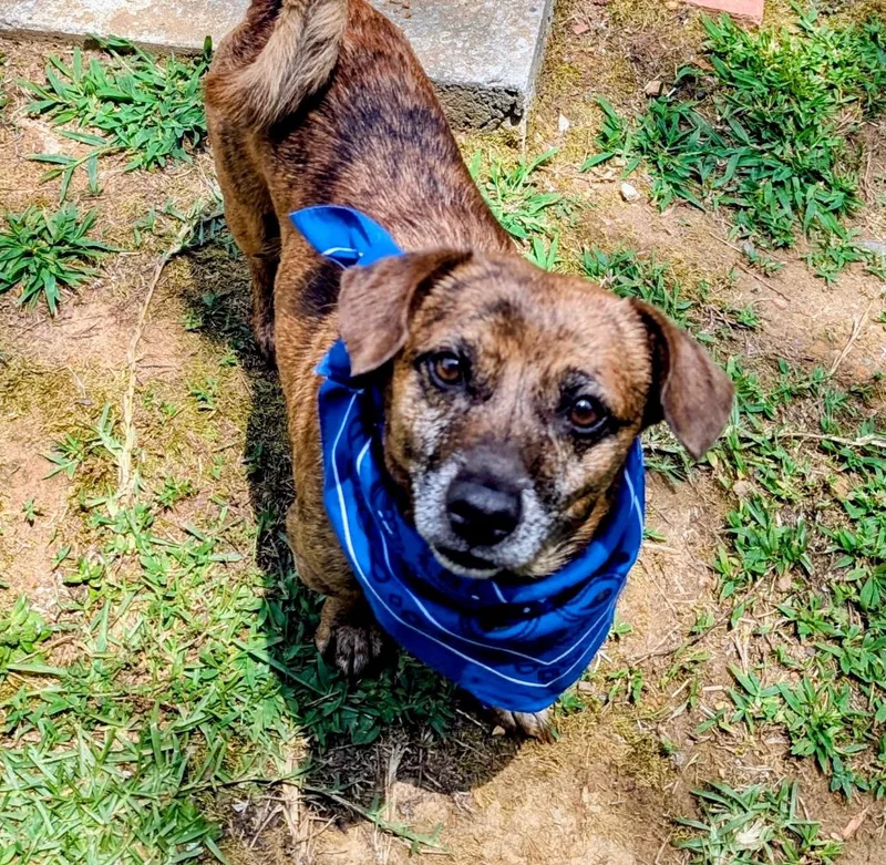 An adult small-sized male Brindle Dachshund dog named Chance for adoption in Joppa, AL