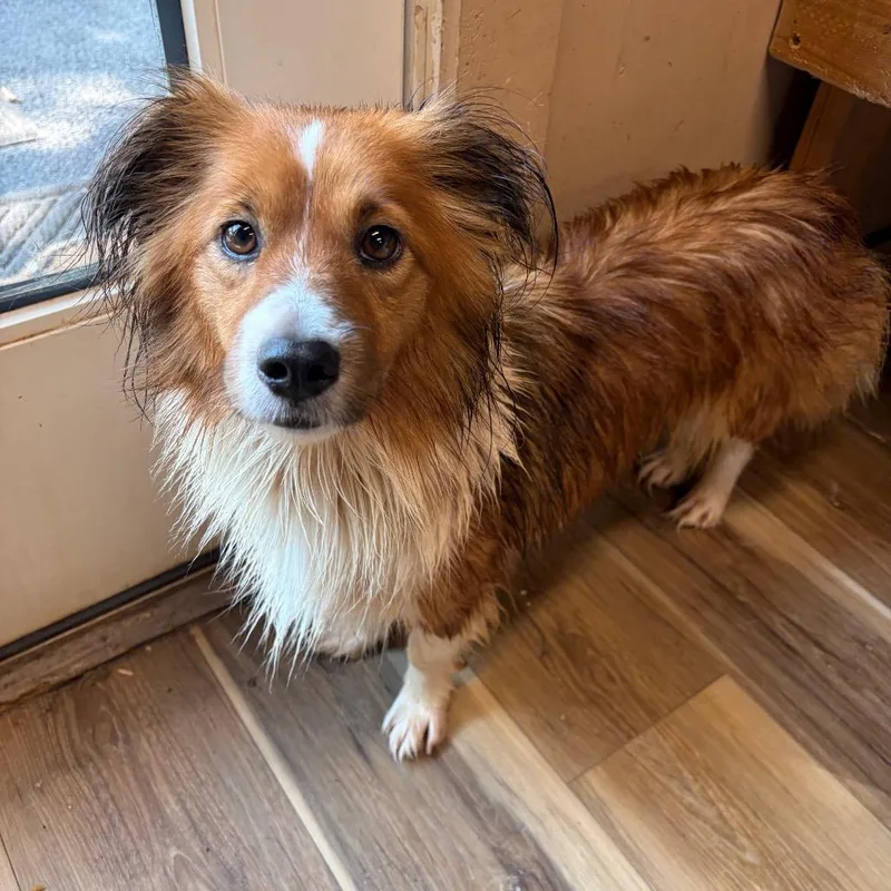 An adult small-sized female Brown / Chocolate Shetland Sheepdog / Sheltie dog named Charlotte for adoption in Rockville, MD