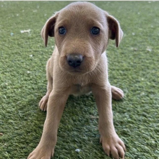 A baby medium-sized female Mixed Breed dog named Montana for adoption in Long Island City, NY