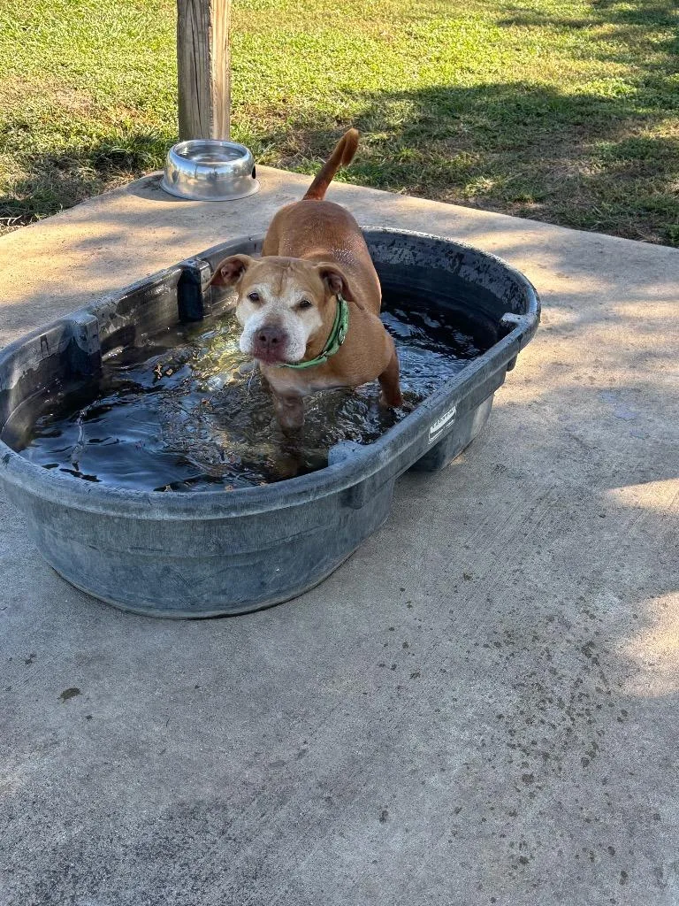 Lettie Lettuce thumbnail 2