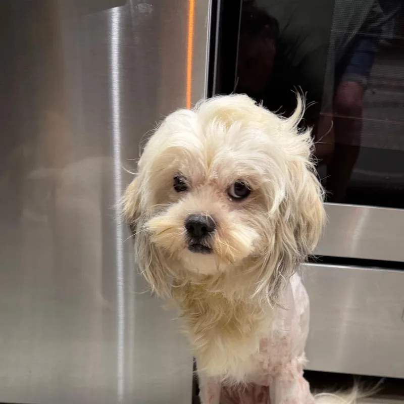 A young small-sized female White / Cream Maltese dog named Patches for adoption in Montgomery, TX