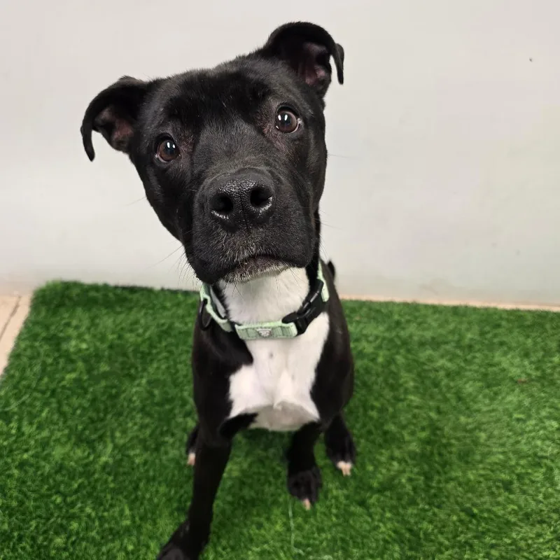 An adult medium-sized male Black Pit Bull Terrier dog named Bruno for adoption in Columbia, MO