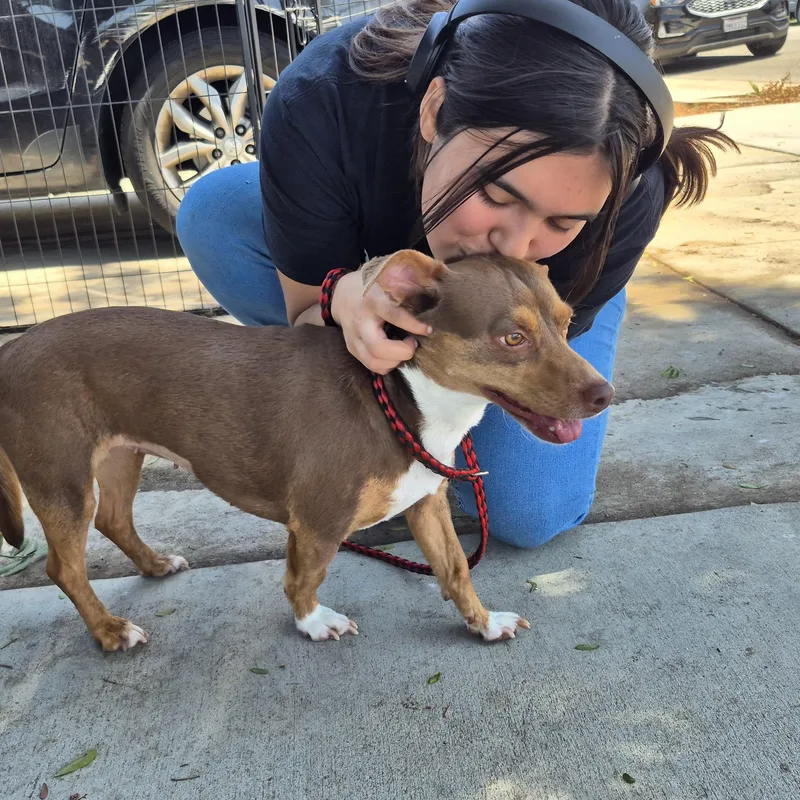 A young small-sized female Brown / Chocolate Chiweenie dog named Ms Coco Chocopie Chiweenie for adoption in Manhattan Beach, CA