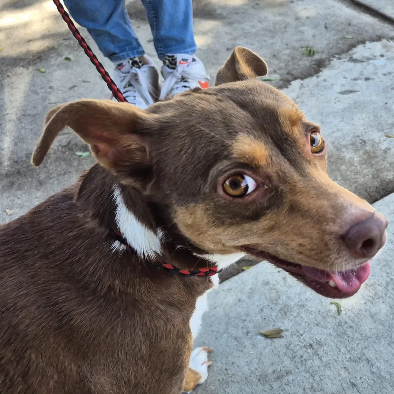 Ms Coco Chocopie Chiweenie thumbnail 2