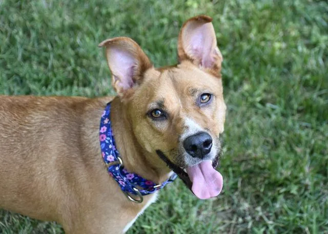 An adult medium-sized female Mixed Breed dog named Marlee for adoption in Charlotte, NC