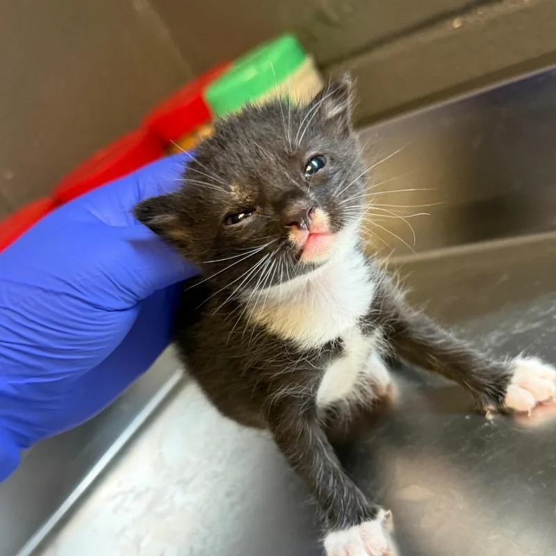 A baby small-sized female Black Domestic Short Hair cat named TUSCStray____ for adoption in Tuscaloosa, AL