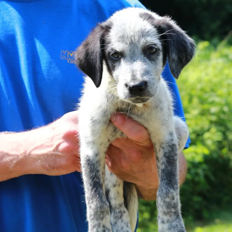 A baby medium-sized male White / Cream Labrador Retriever dog named CT Beetle avail Jul for adoption in Eastford, CT