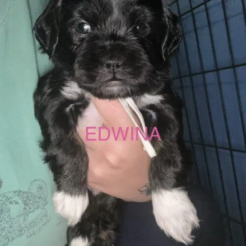 Edwina Bridgerton