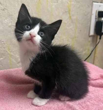 A baby small-sized female Domestic Short Hair cat named Jasmine for adoption in Honolulu, HI