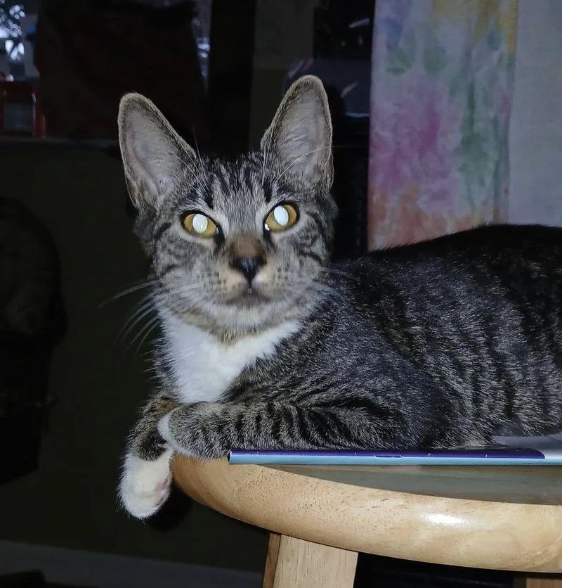 A young medium-sized female Domestic Short Hair cat named Bamachie for adoption in Satellite Beach, FL