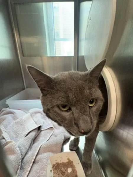 A young medium-sized male Domestic Short Hair cat named Romeo for adoption in Stratham, NH