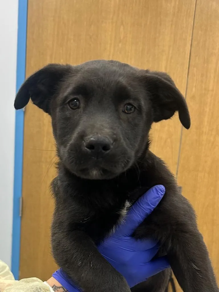 A baby medium-sized male Shepherd dog named Francisco for adoption in Hartsville, SC