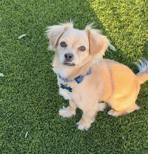Chewy