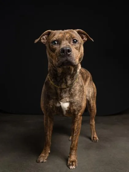 An adult large-sized male Pit Bull Terrier dog named Milkbone for adoption in Atlanta, GA