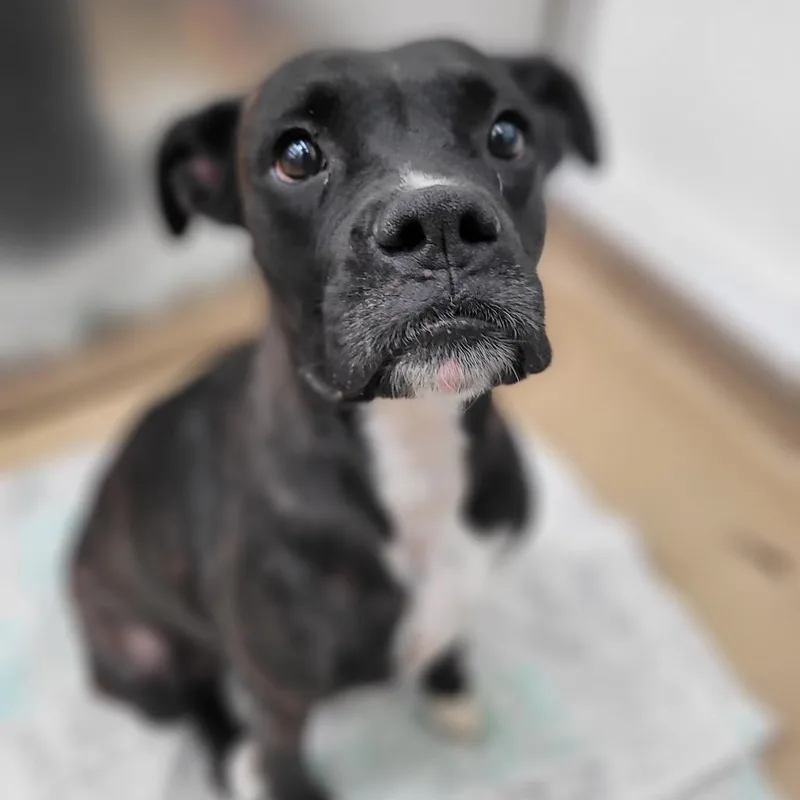 An adult medium-sized female Brindle Boxer dog named Darlene for adoption in Corpus Christi, TX