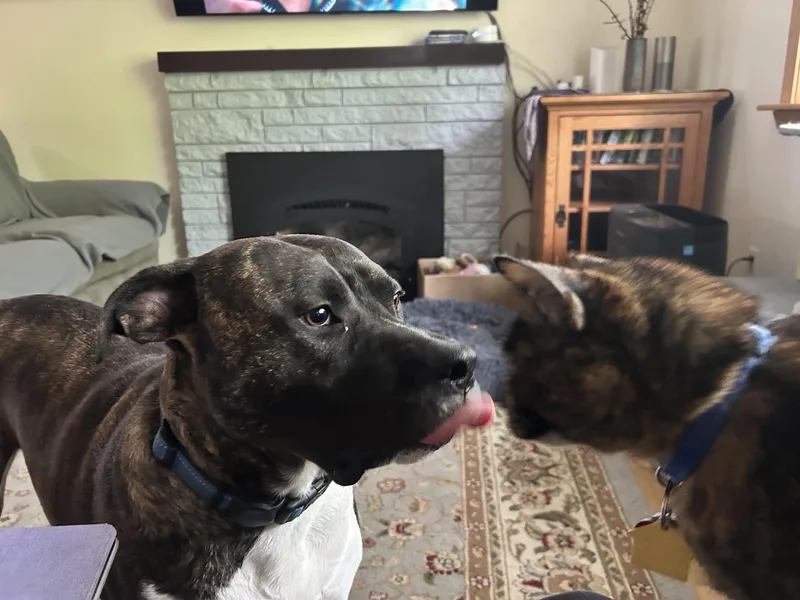 An adult large-sized male Brindle Pit Bull Terrier dog named Fletch for adoption in Ventura, CA