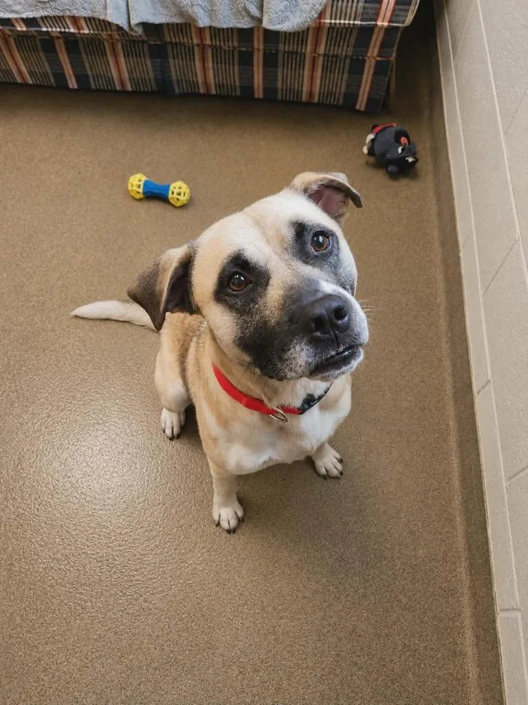 A young medium-sized male Mixed Breed dog named Barktow for adoption in Rome, GA