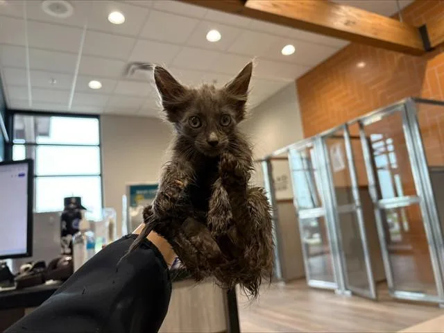 A baby small-sized male Domestic Medium Hair cat named Grayson for adoption in Garland, TX