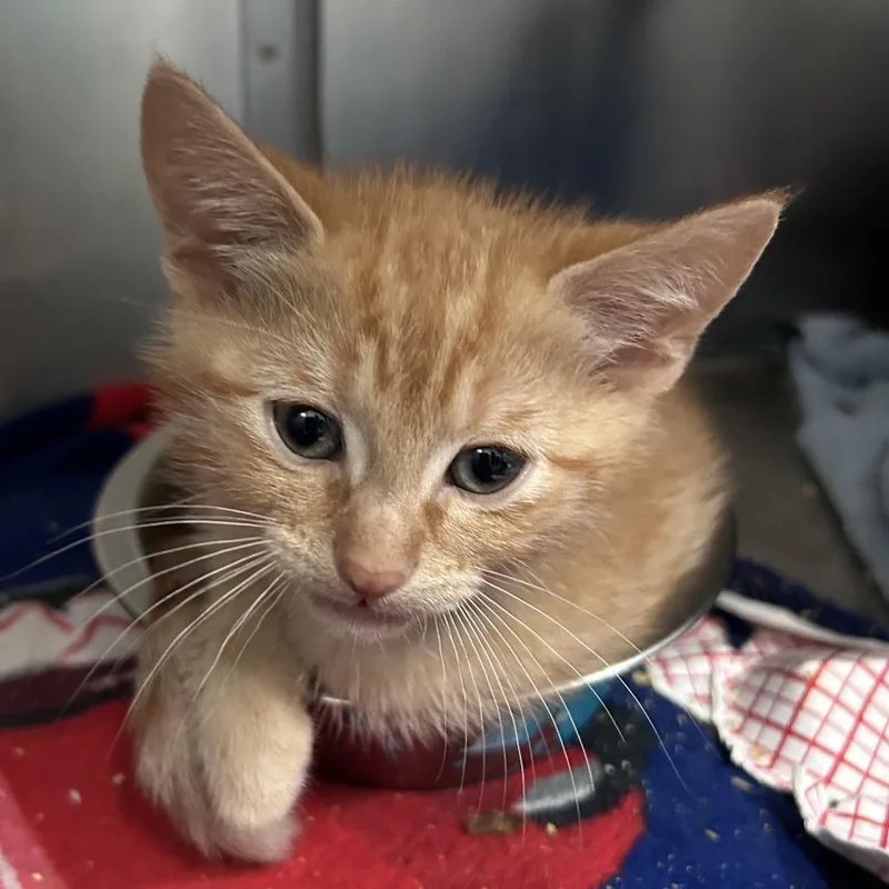 A baby small-sized male Orange / Red Domestic Short Hair cat named Sheldon for adoption in Lakeland, FL