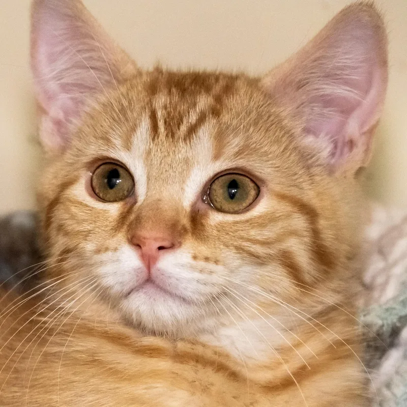 A baby medium-sized male Tabby (Orange / Red) Domestic Short Hair cat named Dewey for adoption in Victor, NY