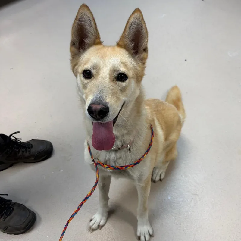 A young medium-sized female Yellow / Tan / Blond / Fawn Mixed Breed dog named Gouda for adoption in Newark, NJ