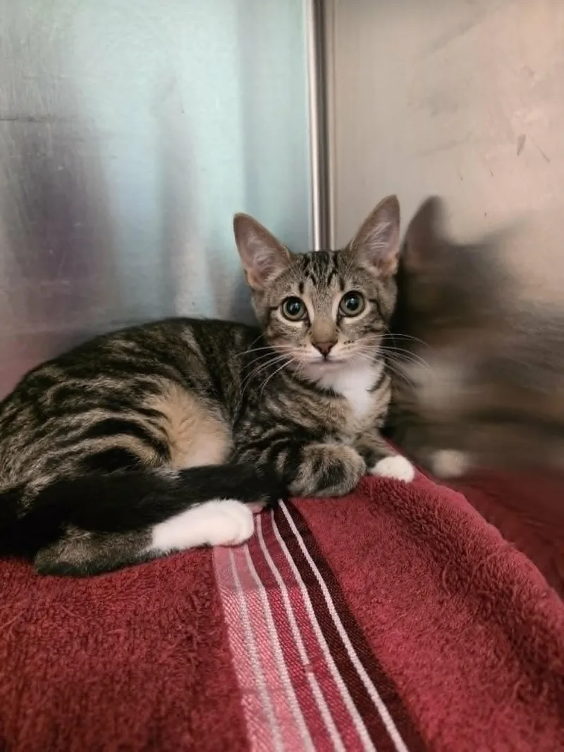 A baby medium-sized female Tabby (Brown / Chocolate) Domestic Short Hair cat named Dora for adoption in Umatilla, FL