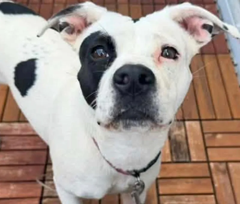 A young medium-sized female Pit Bull Terrier dog named Honey for adoption in Elizabethton, TN