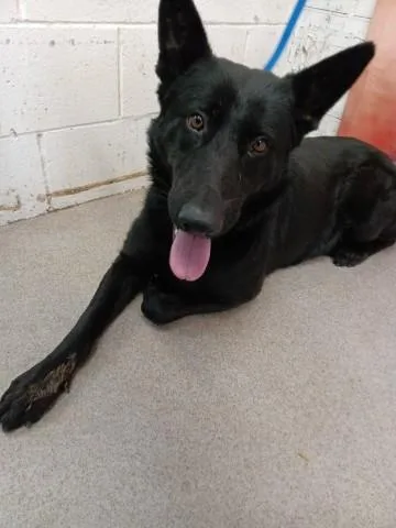 A young extra large-sized female German Shepherd Dog dog named Louise for adoption in San Bernardino, CA