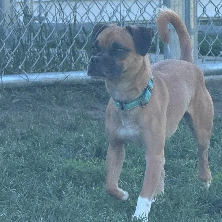 An adult small-sized male Bicolor Pug dog named Leroy for adoption in Watertown, WI