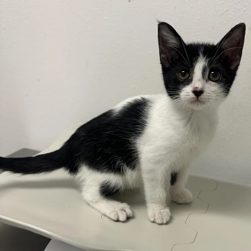 A baby small-sized female Domestic Short Hair cat named Minka for adoption in Edinburg, TX