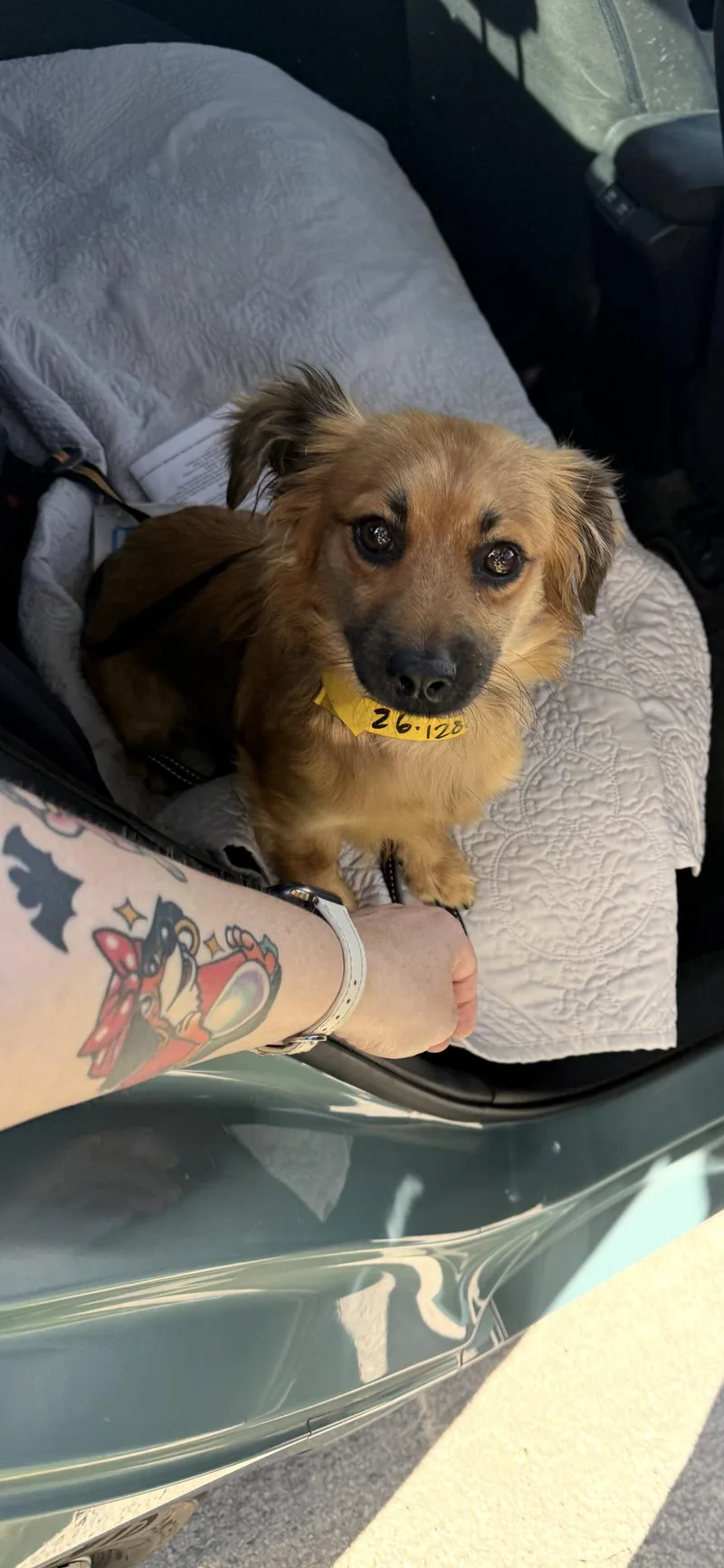A young small-sized male Chihuahua dog named Snickers for adoption in West Hollywood, CA