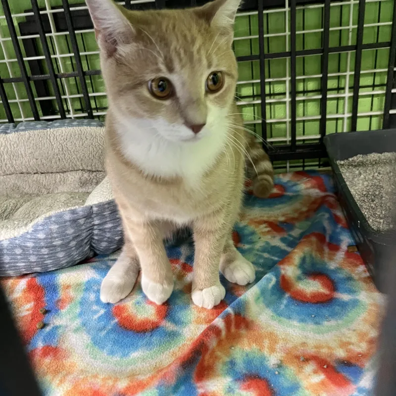 A young medium-sized male Orange & White Tabby cat named Morris for adoption in Pompton Plains, NJ