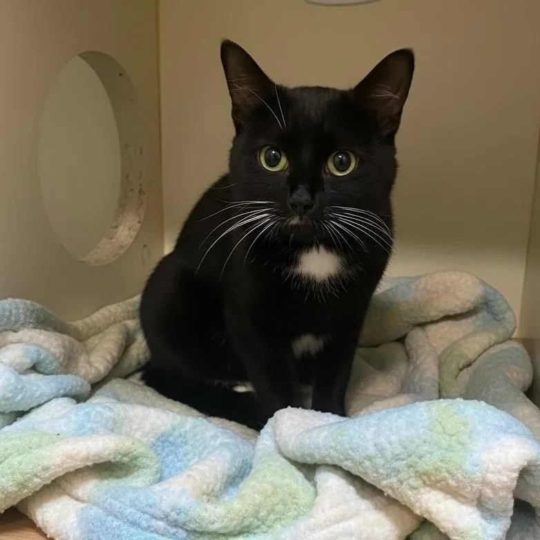 An adult medium-sized female Black Domestic Short Hair cat named Chloe for adoption in Elyria, OH