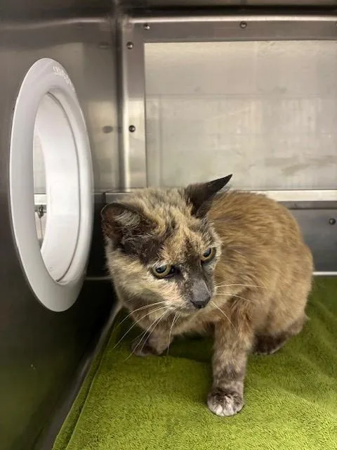 A senior small-sized female Domestic Short Hair cat named Myrtle for adoption in Chula Vista, CA