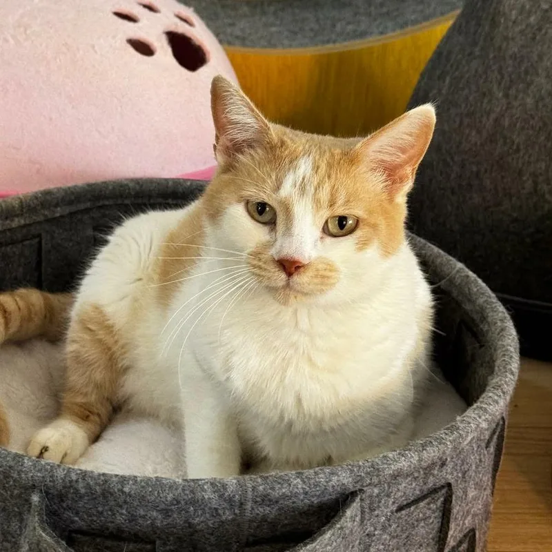 Dama  Qatar thumbnail 2