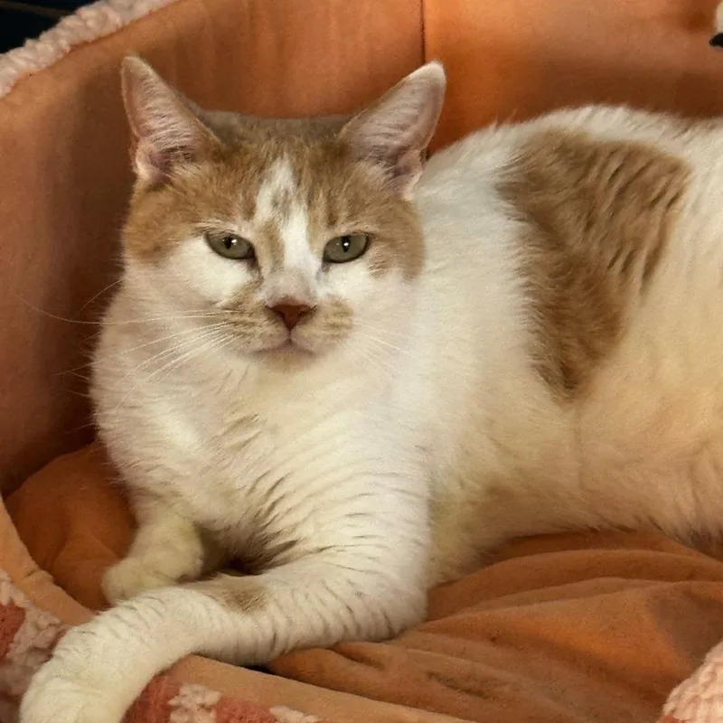 Dama  Qatar thumbnail 3