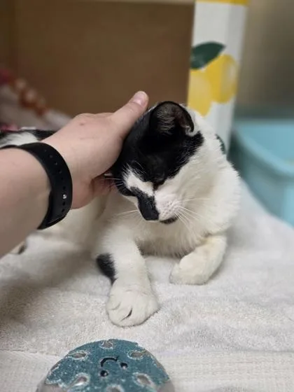 An adult medium-sized female Domestic Short Hair cat named SheRa for adoption in Westland, MI