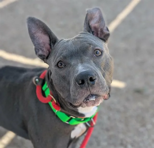 An adult large-sized male Pit Bull Terrier dog named Kasper for adoption in Tucson, AZ