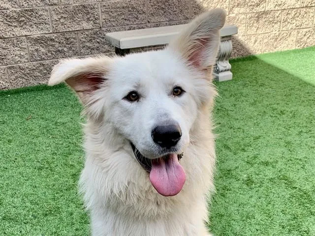 A young medium-sized male White / Cream Great Pyrenees dog named SAVE ME PLEASE Marshall for adoption in San Marcos, CA