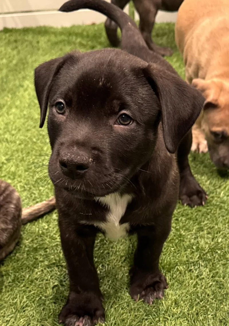A baby medium-sized male Labrador Retriever dog named Sumit for adoption in Sanford, FL