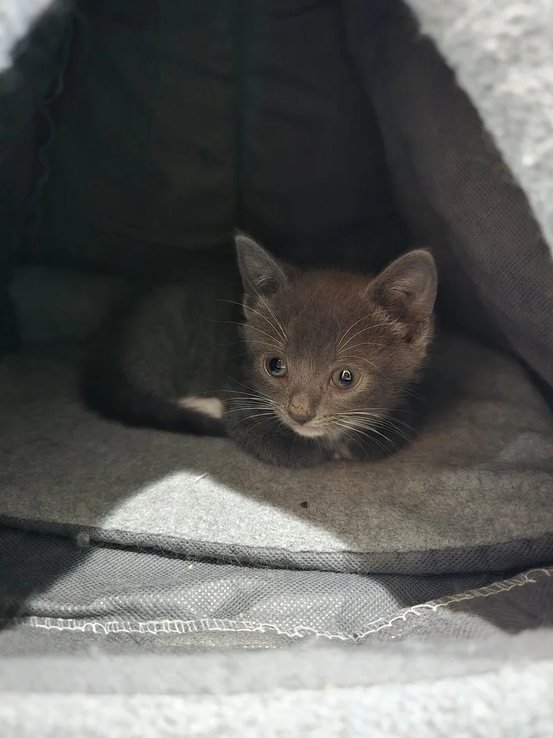 Baby Jill Bonded Wbaby