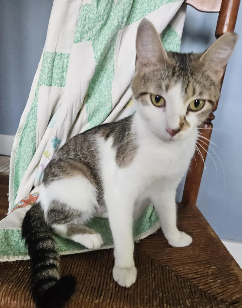 An adult medium-sized female Domestic Medium Hair cat named Luna for adoption in Greenville, IL