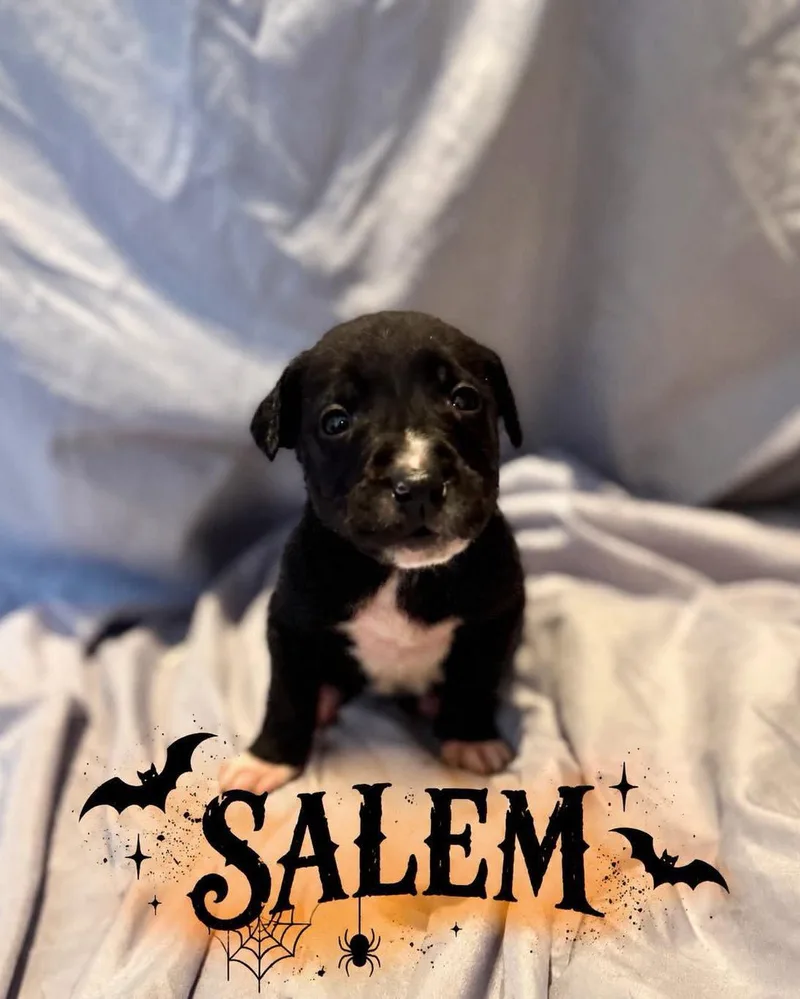 A baby large-sized male Golden Retriever dog named Salem for adoption in Grand Bay, AL