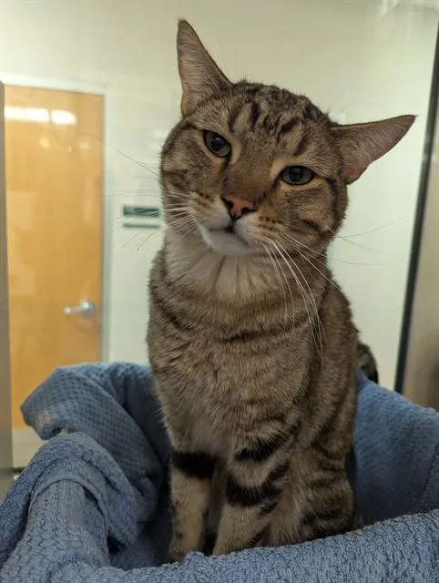 A young medium-sized male Domestic Short Hair cat named Voss for adoption in Colorado Springs, CO