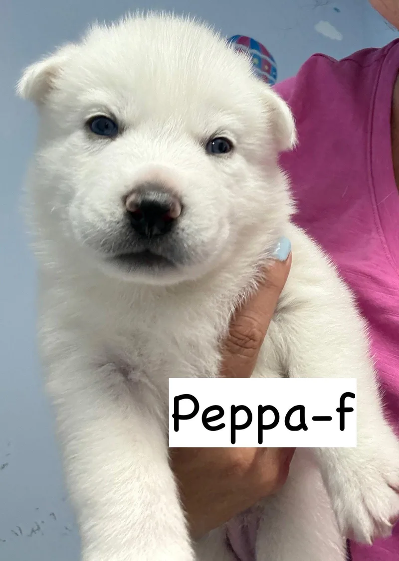 A baby medium-sized female Husky dog named Peppa for adoption in GILBERTS, IL