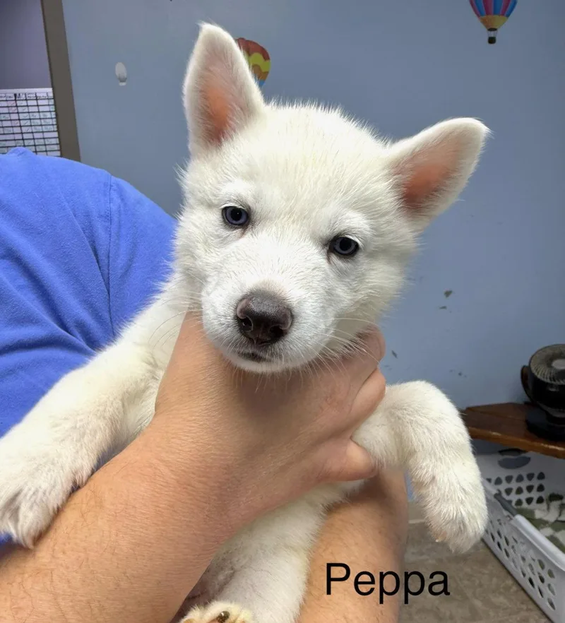Peppa thumbnail 2