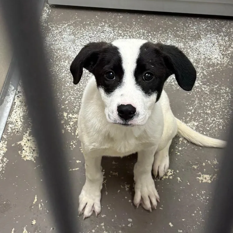 A baby medium-sized male White / Cream Mixed Breed dog named Koda for adoption in Auburn, NH