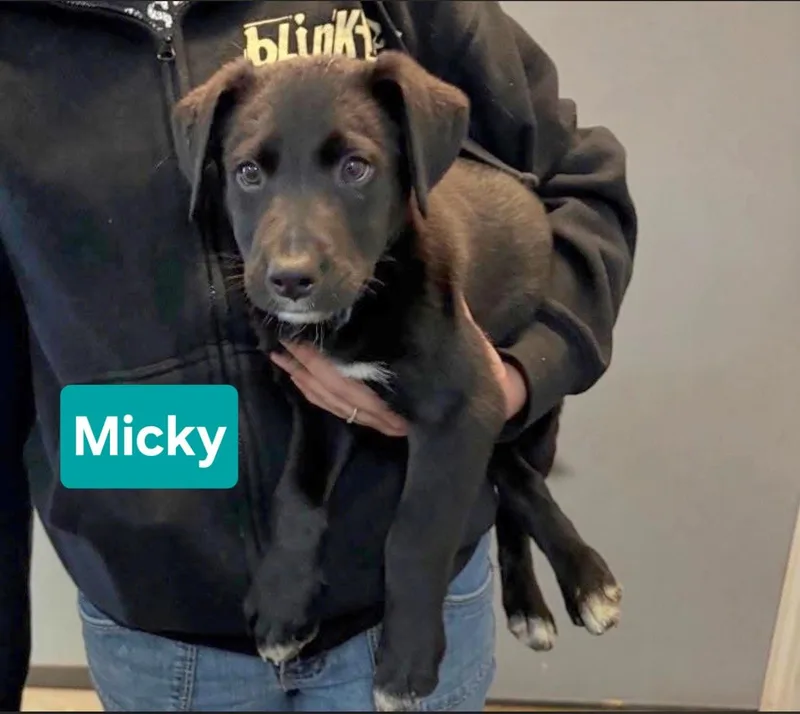 Micky